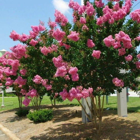 Lagerstroemia Indica Dark Pink Crepe Myrtle Cuttings - 7 Live 6" Unrooted