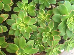 Aeonium Kiwi Succulent Cuttings (2) - 3-5" Wide, Multi-Colored Rosettes, Easy Care