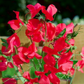 Monaco Sweet Pea Seeds - Deep Red, Fragrant, Climbing Vines for Trellis & Bouquets (50+ Seeds) - USA