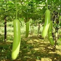 Snake Gourd Seeds (Lagenaria siceraria) - 10 Seeds for Planting, Heirloom, Fast-Growing