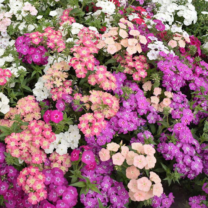Phlox Dwarf Mix Seeds - 200 Heirloom Non-GMO Phlox drummondii, 12" Tall, Spring Blooms