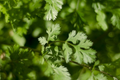 Leisure Cilantro Seeds - Heirloom, Non-GMO | Slow to Bolt, Culinary Herb