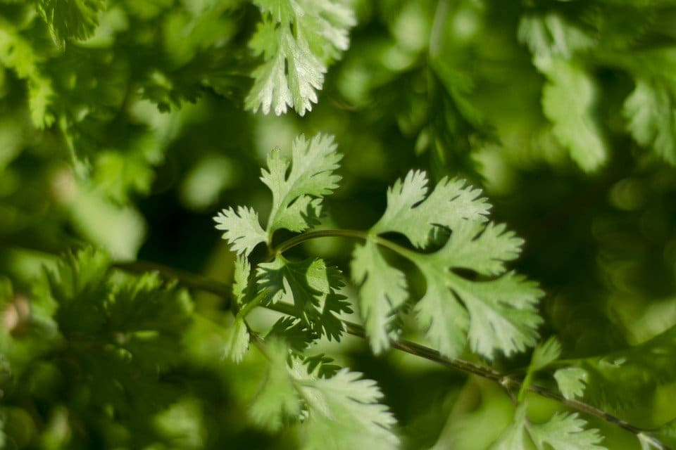 Leisure Cilantro Seeds - Heirloom, Non-GMO | Slow to Bolt, Culinary Herb