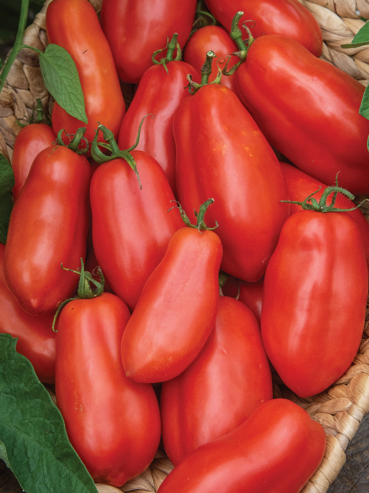 San Marzano Tomato Seeds - Heirloom, Indeterminate, 100mg for Planting