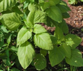 Edible Amaranth Seeds Amaranthus tricolor ‘White Light Green’ – 500mg