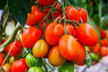Tomato Roma (Solanum lycopersicum) - 50 Seeds | Heirloom Plum for Sauces & Canning