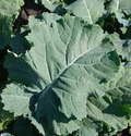Premier Kale (Brassica oleracea) Seeds - 200 Seed Pack
