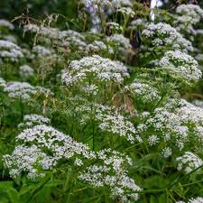 Anise Seeds - Pimpinella anisum | 200 Seeds for Culinary & Garden Use