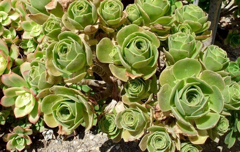 Aeonium balsamiferum 4" Unrooted Cutting – Succulent, Broccoli-Shaped, Easy to Grow