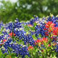 Texas Bluebonnet Lupinus texensis Seeds – 1 Gram for Planting