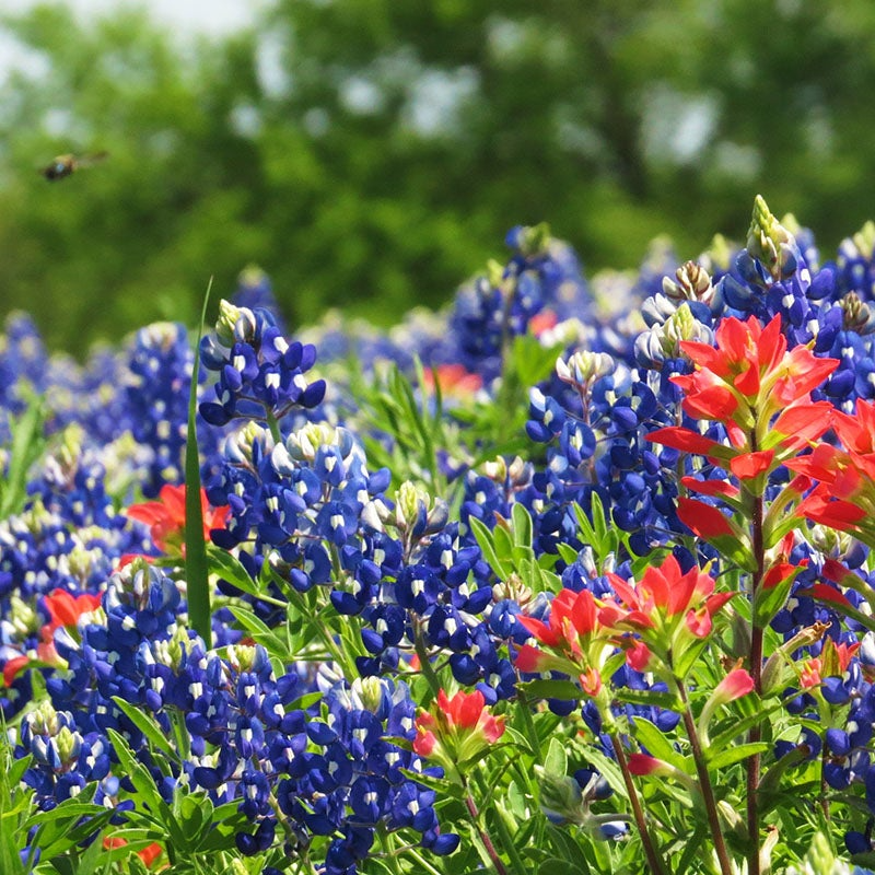Texas Bluebonnet Lupinus texensis Seeds – 1 Gram for Planting