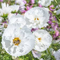 Cosmos bipinnatus 'Cupcake White' Seeds - 200+ Cupcake White Cosmos Seeds (Annual) - Full Sun