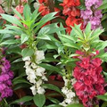 Tom Thumb Impatiens Seeds - Violet-Purple, Shade-Tolerant, Non-GMO (Zones 3-10)
