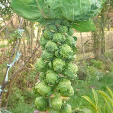 Long Island Improved Brussels Sprouts Seeds - 250 Seeds, Heirloom Brassica oleracea