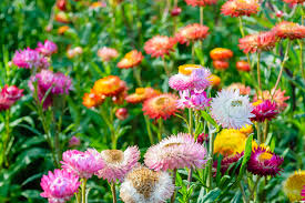 Tom Thumb Mix Strawflower (Helichrysum bracteatum) - 150 Seeds, Dwarf Everlasting Blooms