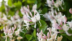 Honeysuckle Unrooted Cuttings - 6-8" Lonicera, Sweet-Scented Flowering Vine (6 Pack)