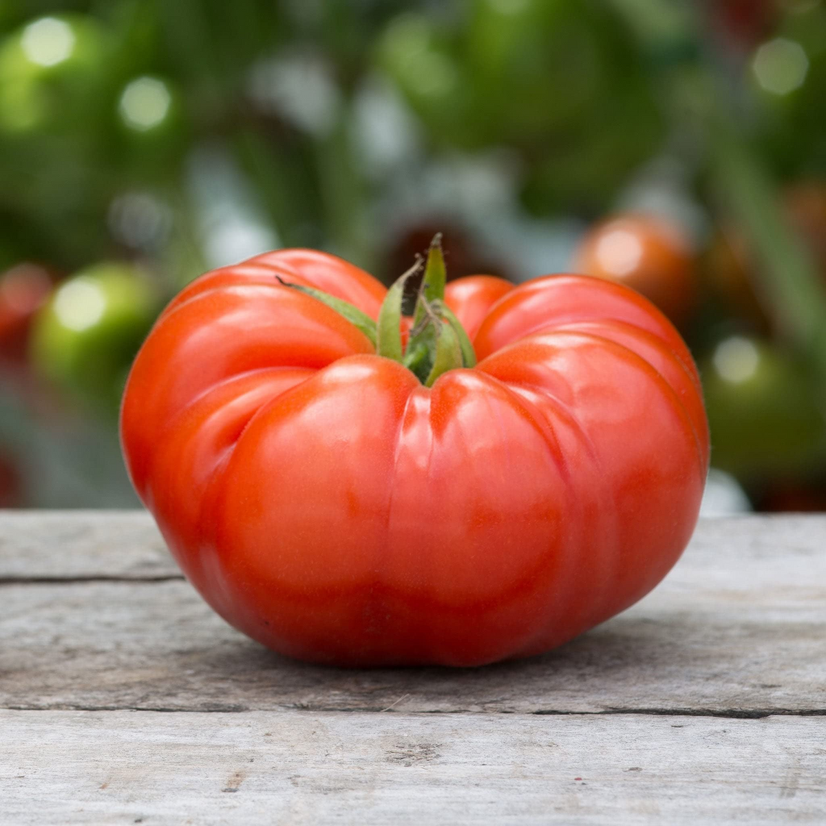 Beefsteak Tomato Seeds - Heirloom, Non-GMO, 12 oz-2 lb Fruit, 90 Days