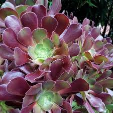 Aeonium Velour Unrooted Cutting 4-5" | Dark Purple Rosette Succulent