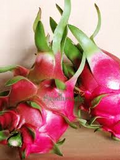 Vietnamese Dragon Fruit Cuttings (4) - White Flesh, Self-Pollinating, 6-8” - Container Friendly