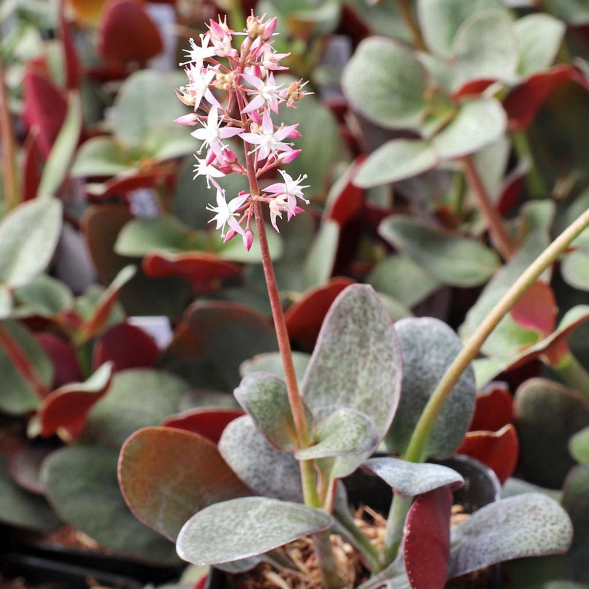 Crassula Multicava 'Red Fairy Jade' - 2 Unrooted 2" Cuttings | Trailing Succulent