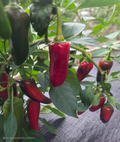 Hawaiian Sweet Hot Pepper Seeds – Heirloom Capsicum annuum, 15 Seeds
