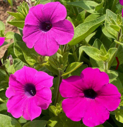 Petunia SHANIN Wild Hot Pink Seeds - 2000 Seeds Petunia x hybrida, Spring Garden, Containers