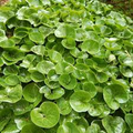 Wild Ginger (Asarum canadense) Seeds – 100mg for Planting, Native Groundcover, Shade-Loving