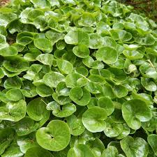 Wild Ginger (Asarum canadense) Seeds – 100mg for Planting, Native Groundcover, Shade-Loving
