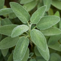 Sage Broadleaf Seeds - Salvia officinalis | Aromatic Culinary Herb
