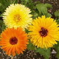 Pacific Beauty Mix Calendula (Calendula officinalis) Seeds - 50-1000