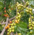 Spanish Plum Tree (Spondias purpurea) Starter Plant — 3'-4' Live Tropical Fruit Tree