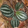 Phyllagathis rajah Live Bare Root Terrarium Plant | Rare Tropical Foliage