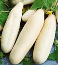 White Wonder Cucumber Seeds (Cucumis sativus) – 50 Seeds, Creamy White Skin