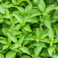 Lime Basil (Ocimum basilicum) Seeds - 500 Seeds, Citrus-Scented, Full Sun, 60-70 Days