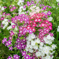 Twinkle Mix Phlox (Phlox drummondii) – Vibrant Annual Seeds, 60–80 Days, Mixed Colors