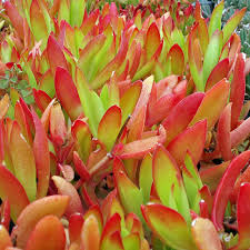 Crassula Capitella ‘Campfire’ - 3 Unrooted 2” Cuttings (Trailing, Red-Tinged Succulent)