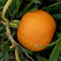 Small Sugar Pumpkin Seeds (Cucurbita pepo) - 5 Seeds, Heirloom for Planting & Baking