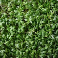 Curled Cress (Lepidium sativum) Seeds - 800 Seeds, Heirloom Pepper/Cress