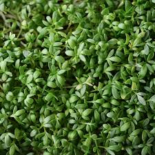 Curled Cress (Lepidium sativum) Seeds - 800 Seeds, Heirloom Pepper/Cress