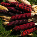 Corn Bloody Butcher Seeds (25 Seeds) - Zea mays Heirloom with Red Kernels, 110 Days