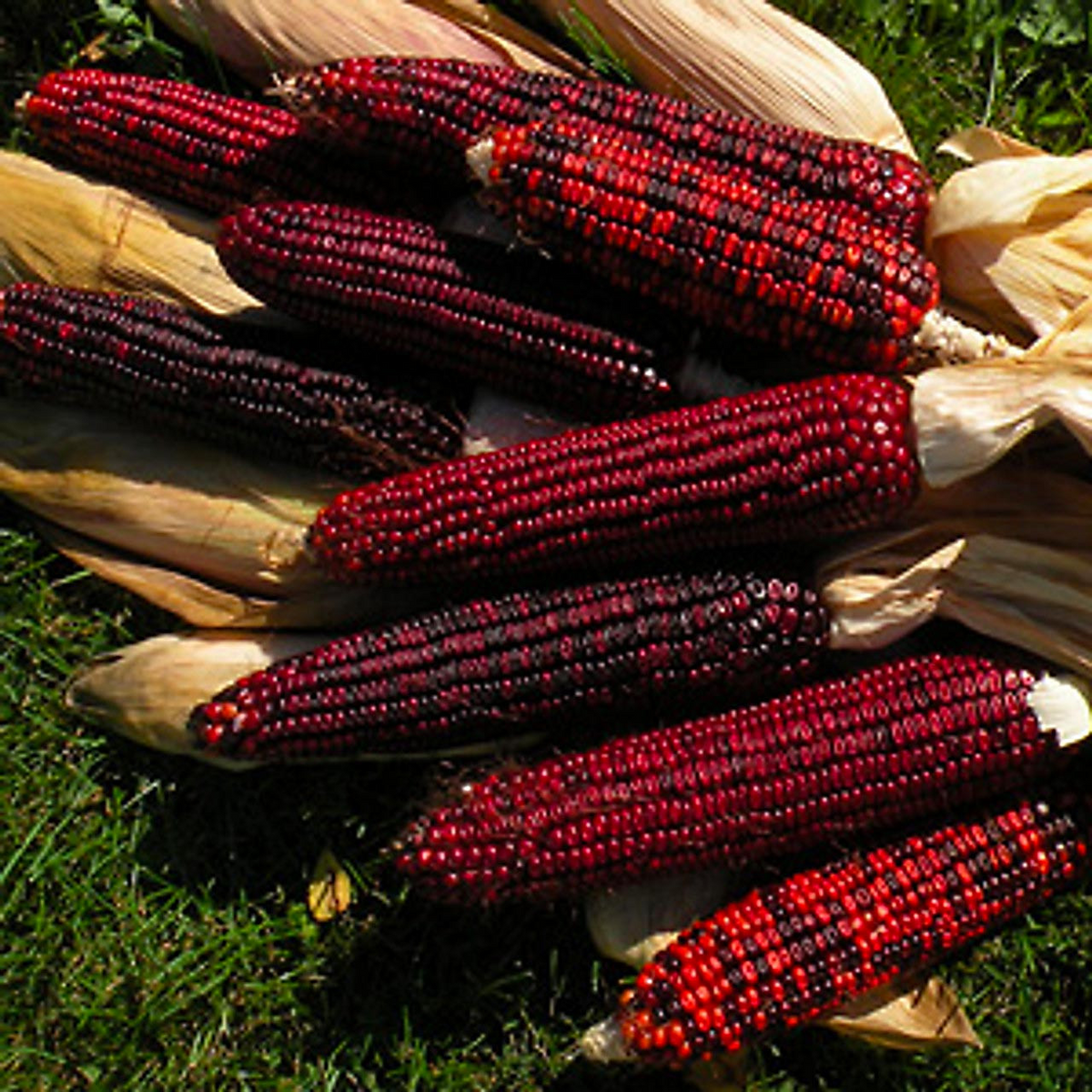 Corn Bloody Butcher Seeds (25 Seeds) - Zea mays Heirloom with Red Kernels, 110 Days