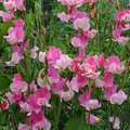 Strawberry Fields Sweet Pea Seeds – Crimson Red, Climbing Vine, 50+ Seeds