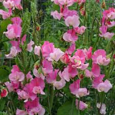 Strawberry Fields Sweet Pea Seeds – Crimson Red, Climbing Vine, 50+ Seeds