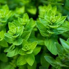 Common Oregano (Origanum vulgare) - 300 Seeds | Aromatic Perennial Herb