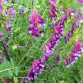 Pygmyflower Vetch Seeds (Vicia minutiflora) — 15 Seeds, Ground Cover, Pollinator-Friendly
