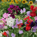 Sweet Pea Heirloom Flower Mix Seeds - Lathyrus odoratus, Fragrant Climbing Vine, 50 Seeds