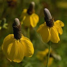 Prairie Coneflower Seeds (Ratibida columnifera) – 150 Seeds, Native Wildflower