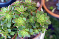 Aeonium decorum ‘Green’ Bare Root Succulent – 2” Live Rosette Plants (2 Pack)