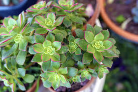 Aeonium decorum ‘Green’ Bare Root Succulent – 2” Live Rosette Plants (2 Pack)