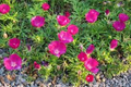 Callirhoe involucrata Purple Poppy Mallow Seeds (15) — Drought-Tolerant Wildflower, Native Ground Cover